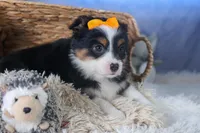 Stella, a male Miniature Aussiedoodle for sale in Fresno, OH – Photo 2 of 10