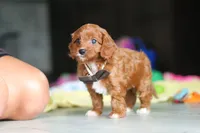 Archie, a male Cavapoo for sale in Fresno, OH – 3 of 7