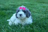 Gabby 🩷🐶, a female Cavapoo for sale in Fresno, OH – 8 of 10