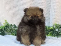 Polly 🐾🌸, a female Pomeranian for sale in Fresno, OH – 4 of 10