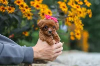 Brielle, a female Cavapoo for sale in Fresno, OH – 3 of 7
