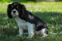 Maxwell 🐾🐶, a male Cavalier King Charles Spaniel for sale in Fresno, OH – 2 of 8