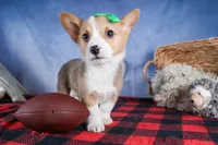 Mario, a male Pembroke Welsh Corgi for sale in Fresno, OH – Photo 9 of 9