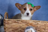 Mario, a male Pembroke Welsh Corgi for sale in Fresno, OH – Photo 4 of 9