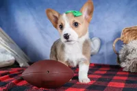 Mario, a male Pembroke Welsh Corgi for sale in Fresno, OH – Photo 7 of 9