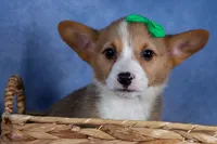 Mario, a male Pembroke Welsh Corgi for sale in Fresno, OH – Photo 2 of 9