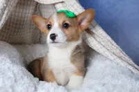 Mario, a male Pembroke Welsh Corgi for sale in Fresno, OH – Photo 6 of 9