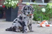 Simon, a male Newfypoo for sale in Fresno, OH – 2 of 8