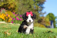 Bena, a female Miniature Bernedoodle for sale in Fresno, OH – 3 of 9