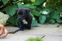 Maverick🩵, a male Staffordshire Bull Terrier for sale in Fresno, OH – 3 of 10