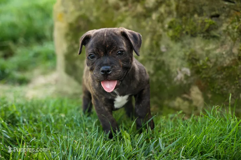 Melody 🎀 – Staffordshire Bull Terrier puppy for sale in Fresno, OH