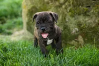 Melody 🎀, a female Staffordshire Bull Terrier for sale in Fresno, OH – 1 of 10