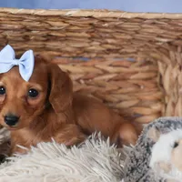 Quenton, a male Miniature Dachshund for sale in Fresno, OH – Photo 8 of 10
