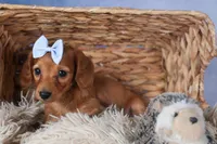 Quenton, a male Miniature Dachshund for sale in Fresno, OH – Photo 7 of 10