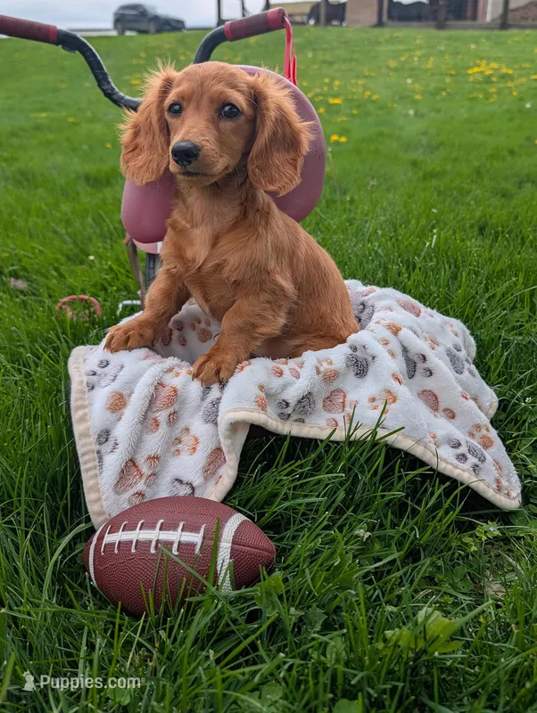 Quenton – Miniature Dachshund puppy for sale in Fresno, OH