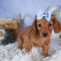 Quenton, a male Miniature Dachshund for sale in Fresno, OH – Photo 4 of 10