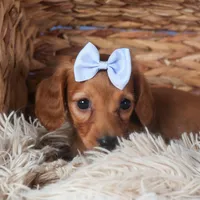 Quenton, a male Miniature Dachshund for sale in Fresno, OH – Photo 9 of 10
