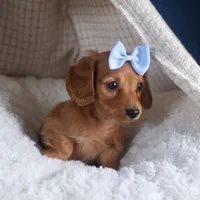 Quenton, a male Miniature Dachshund for sale in Fresno, OH – Photo 6 of 10