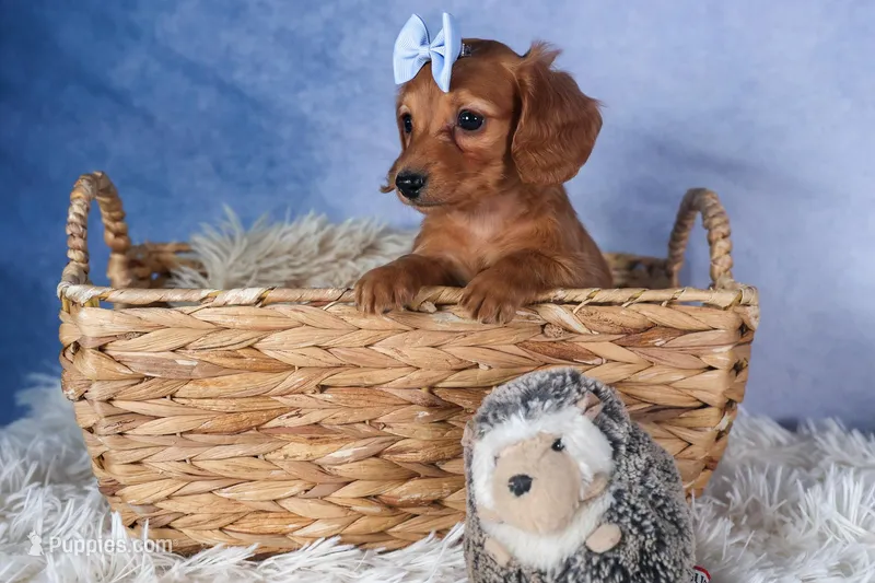 Quenton – Miniature Dachshund puppy for sale in Fresno, OH
