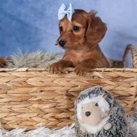Quenton, a male Miniature Dachshund for sale in Fresno, OH – Photo 1 of 10