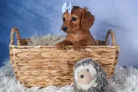 Quenton, a male Miniature Dachshund for sale in Fresno, OH – Photo 10 of 10