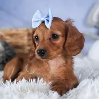 Quenton, a male Miniature Dachshund for sale in Fresno, OH – Photo 2 of 10