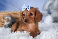 Quenton, a male Miniature Dachshund for sale in Fresno, OH – Photo 1 of 10