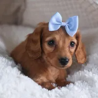 Quenton, a male Miniature Dachshund for sale in Fresno, OH – Photo 3 of 10