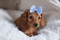 Quenton, a male Miniature Dachshund for sale in Fresno, OH – Photo 2 of 10