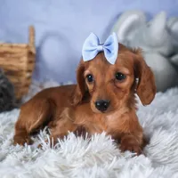 Quenton, a male Miniature Dachshund for sale in Fresno, OH – Photo 5 of 10