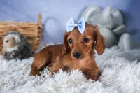 Quenton, a male Miniature Dachshund for sale in Fresno, OH – Photo 4 of 10