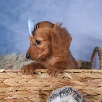 Quenton, a male Miniature Dachshund for sale in Fresno, OH – Photo 7 of 10