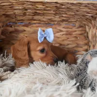 Quenton, a male Miniature Dachshund for sale in Fresno, OH – Photo 10 of 10