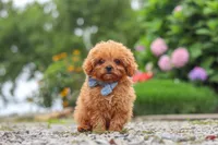 Luca, a male Cavapoo for sale in Fresno, OH – 7 of 8