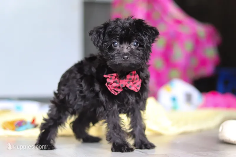 Randall – Yorkipoo puppy for sale in Fresno, OH
