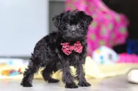 Randall, a male Yorkipoo for sale in Fresno, OH – 1 of 7