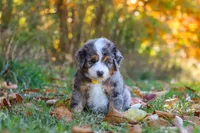Bogey, a male Miniature Bernedoodle for sale in Fresno, OH – 1 of 9
