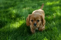 Ford 💙, a male Cavalier King Charles Spaniel for sale in Fresno, OH – 10 of 10