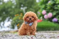 Luca, a male Cavapoo for sale in Fresno, OH – 6 of 8