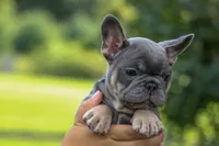 🐾 Mateo, a male French Bulldog for sale in Fresno, OH – 3 of 10