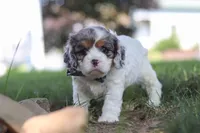 Kai, a male Cavapoo for sale in Fresno, OH – 2 of 7