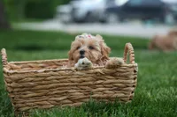 Elise 💛🐾, a female Havapoo for sale in Fresno, OH – 6 of 10