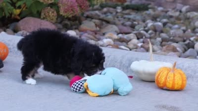 Autumn, a female Miniature Bernedoodle for sale in Fresno, OH – 6 of 6