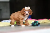 Dolly, a female Cavapoo for sale in Fresno, OH – 4 of 10