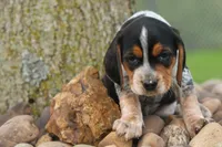Cash🐶, a male Beagle for sale in Fresno, OH – 6 of 10