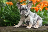 Knox 💙, a male French Bulldog for sale in Fresno, OH – 2 of 10