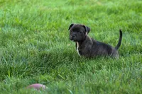 Moxie 💖, a female Staffordshire Bull Terrier for sale in Fresno, OH – 3 of 10