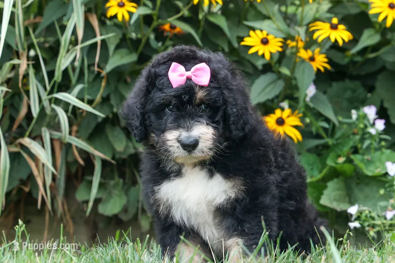 Daisy – Bernedoodle puppy for sale in Fresno, OH