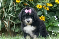 Daisy, a female Bernedoodle for sale in Fresno, OH – 2 of 10
