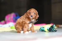 Archie, a male Cavapoo for sale in Fresno, OH – 6 of 7